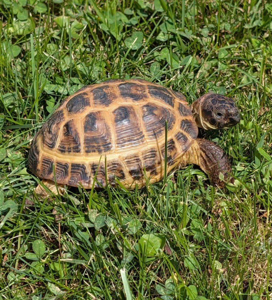 Chingu, "friend" a Russian tortoise, exploring the green grass.