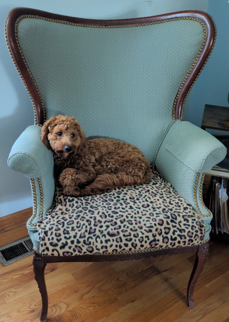 Gabriel: Curly-haired red mini-goldendoodle curled up in a vintage sage-green armchair.